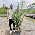 Céder atlantský (Cedrus atlantica) ´GLAUCA´ - výška 130-150 cm, kont. C35L (-23°C)